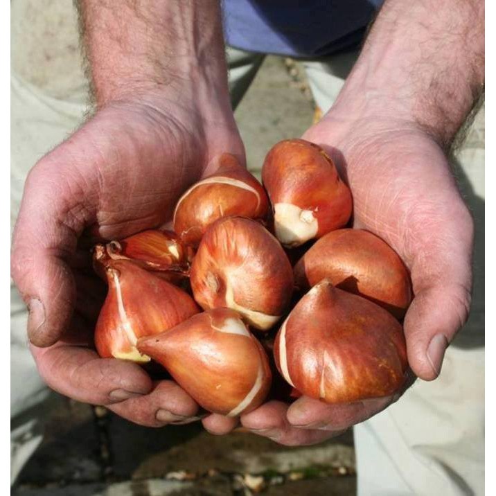 Bộ 5 củ giống hoa tulip hoa màu trắng pha đỏ - TLTPD - Củ Giống Tốt