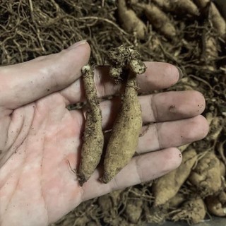 củ hoa thược dược tổ ong (1 củ )- Củ Giống Chuẩn