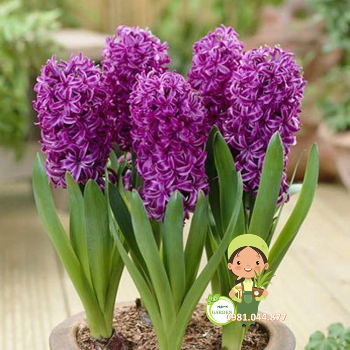 Combo 10 củ hoa tiên ông