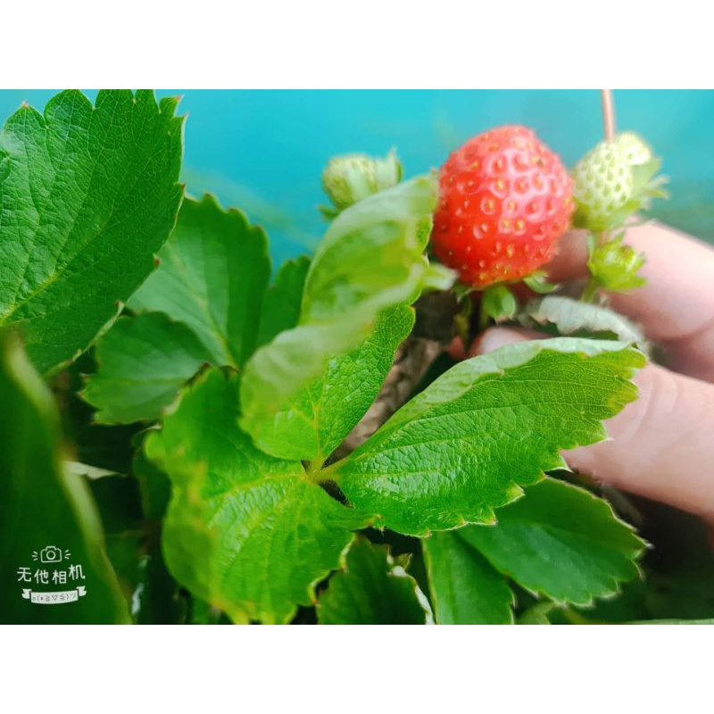 Dâu tây cây giống ( chỉ giao tphcm)