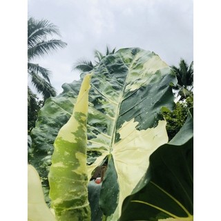 Alocasia Macrorrhiza Variegata ( củ ráy đột biến)