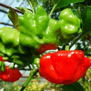 Hạt giống ớt chuông (gói 60 hạt, tặng kèm phân)