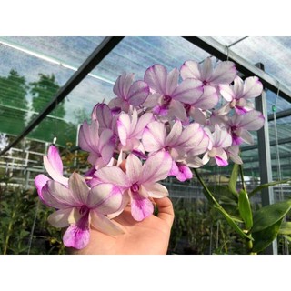 Denro giáng xưa mặt hoa lạ đang nụ tết 2024