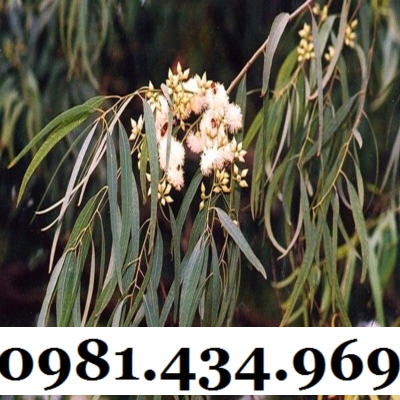 Lá Cây Bạch Đàn  Khô 01KG Chuẩn