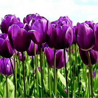 CỦ HOA TULIP MÀU TÍM ( 20 NGÀY RA HOA)