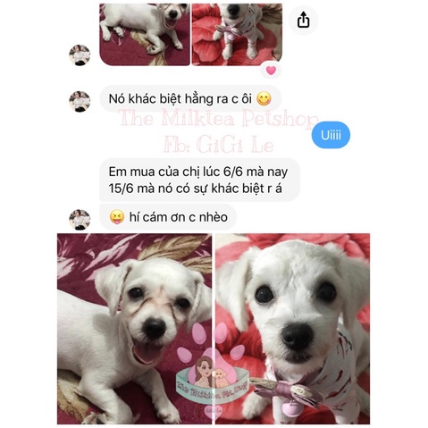Combo loại bỏ thâm ố lông cho Chó Mèo