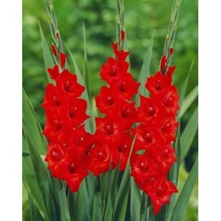 Củ hoa lay ơn ( hoa dơn) chuẩn giống Hà Lan