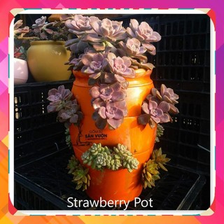 Chậu gốm đất nung hình túi đứng Strawberry Pot - chậu trồng cây, gốm sứ sân vườn Bình Dương