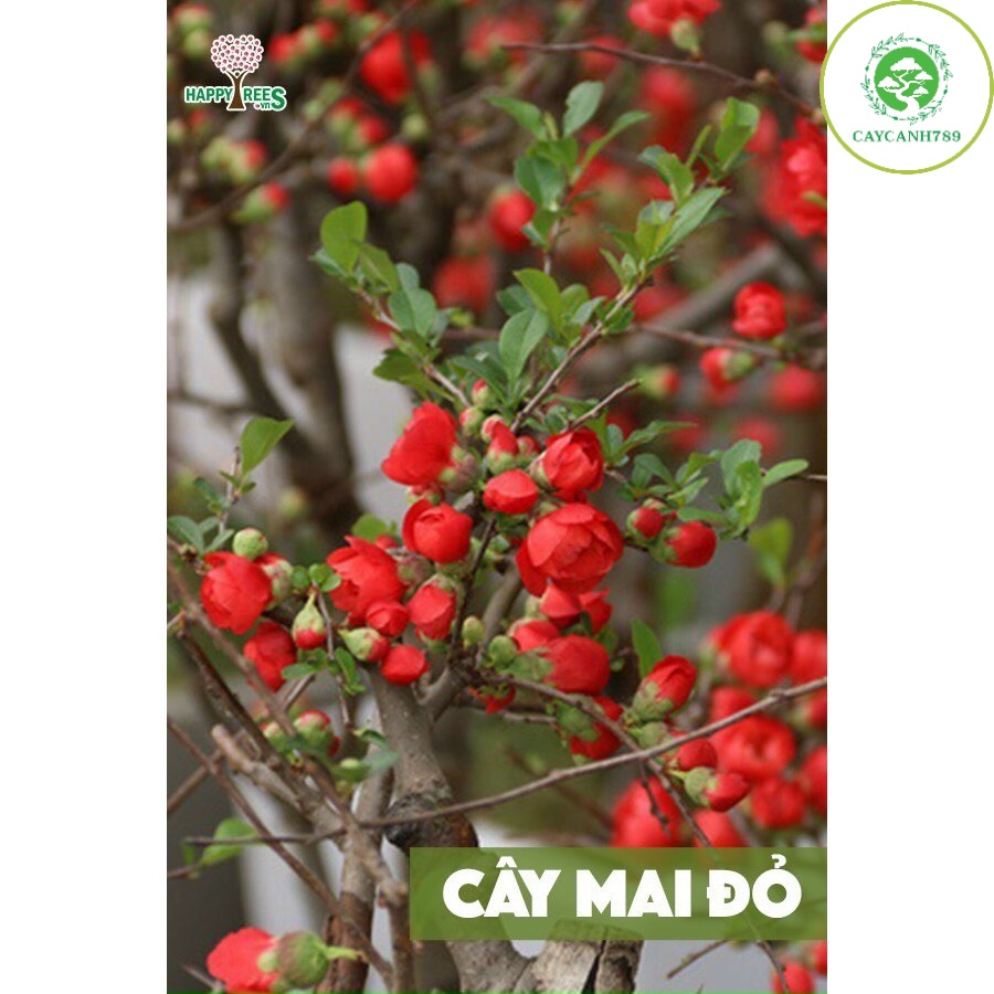 Cây mai đỏ Nhật Bản Loại 1 cao 60cm (ảnh thật số 2) _cây giống chuẩn