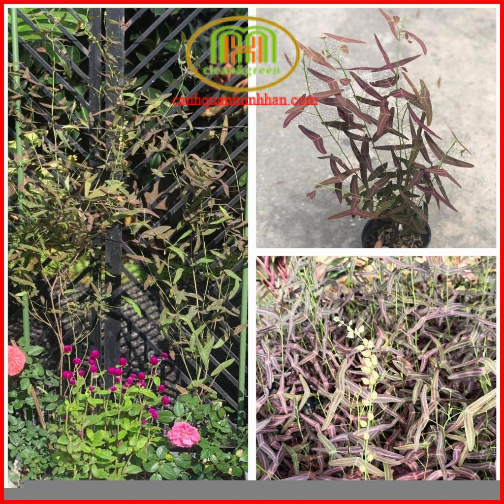 Cây chuồn chuồn là cây kiểng lá đẹp độc lạ mà bạn sẽ muốn sở hữu nha Minh Hân Garden