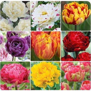 Combo 5 củ hoa tulip kép nhiều màu - dc - củ giống tốt
