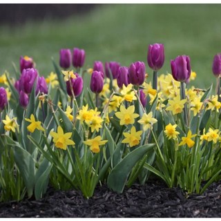 CỦ HOA TULIP MÀU TÍM ( 20 NGÀY RA HOA)