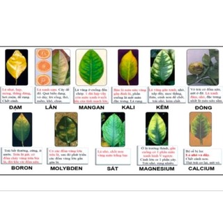PHÂN BÓN VI LƯỢNG