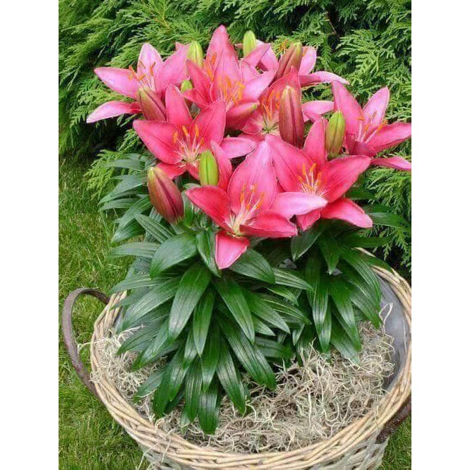 Củ ly lùn thơm mix đủ màu