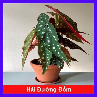 Cây Hải Đường Đốm - Begonia Maculata - cây cảnh để bàn - caykiengsadec - Hàng Chuẩn
