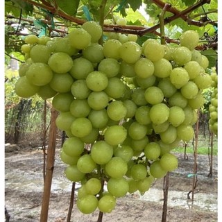 Cây nho giống mẫu đơn shine muscat.