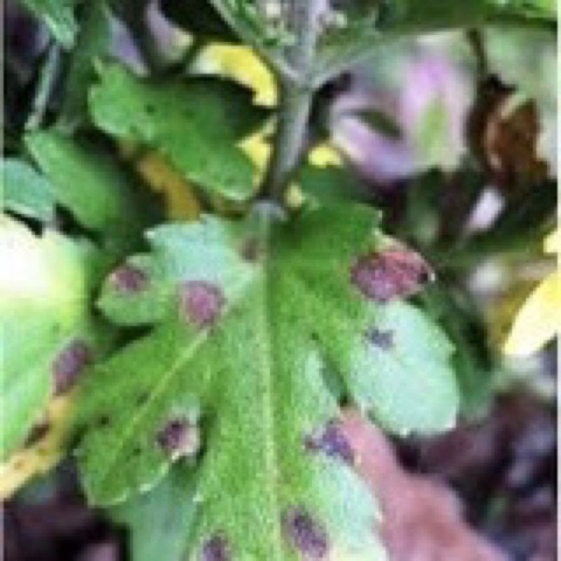 Thuốc trừ bệnh Mancozeb, Man xanh UPL, Man xanh Ấn Độ 100gram trừ bệnh vàng lá, thán thư, Sương mai...