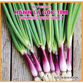 Hạt giống hành lá gốc tím - hành gốc tím cao sản - gói 2gr