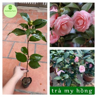 Cây hoa trà my màu hồng _Cây giống chuẩn
