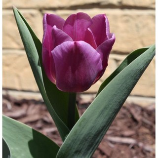 CỦ HOA TULIP MÀU TÍM ( 20 NGÀY RA HOA)