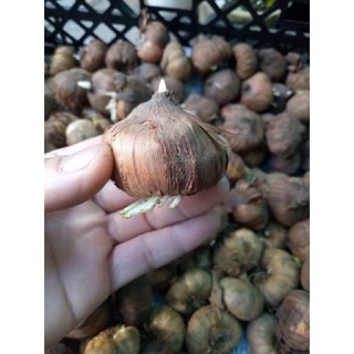 Củ hoa lay ơn ( hoa dơn) chuẩn giống Hà Lan