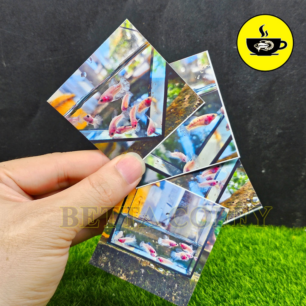 Bức tranh Cá Betta Cello - Mồi Rồng La Hán - Siêu Cute - Dán Lên Hồ Cá