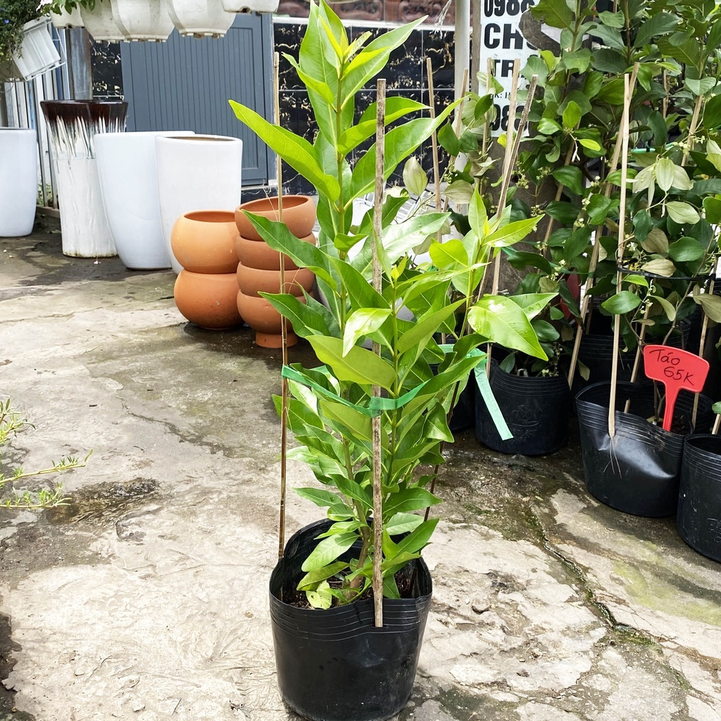 Cây Vối Nếp giống cao 59-60cm Hạt Giống Phân Bón Mầm Xinh xương rồng