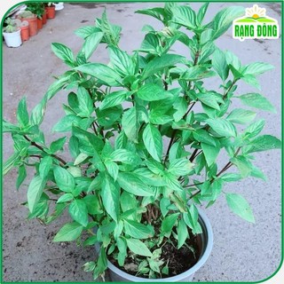 Hạt giống Húng Quế Lá To thu hoạch nhiều lần, trồng quanh năm gói 10 gr Hạt giống Rạng Đông 25