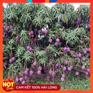 Cây giống xoài tím thái lan vỏ màu tím siêu quả siêu ngọt - cây giống tốt