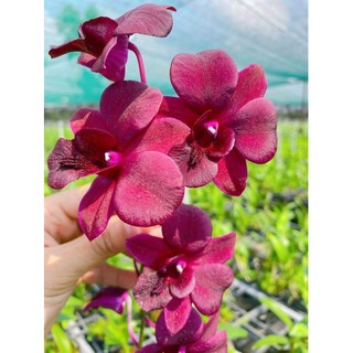 Denro người đẹp châu phi đang nụ chơi tết 2024