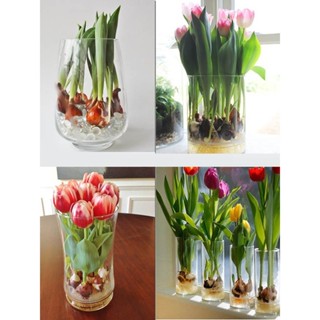 Set 5 củ giống hoa tulip 5 màu - TLIPMIX (cho hoa sau 20-25 ngày trồng) - Huy Long Shop