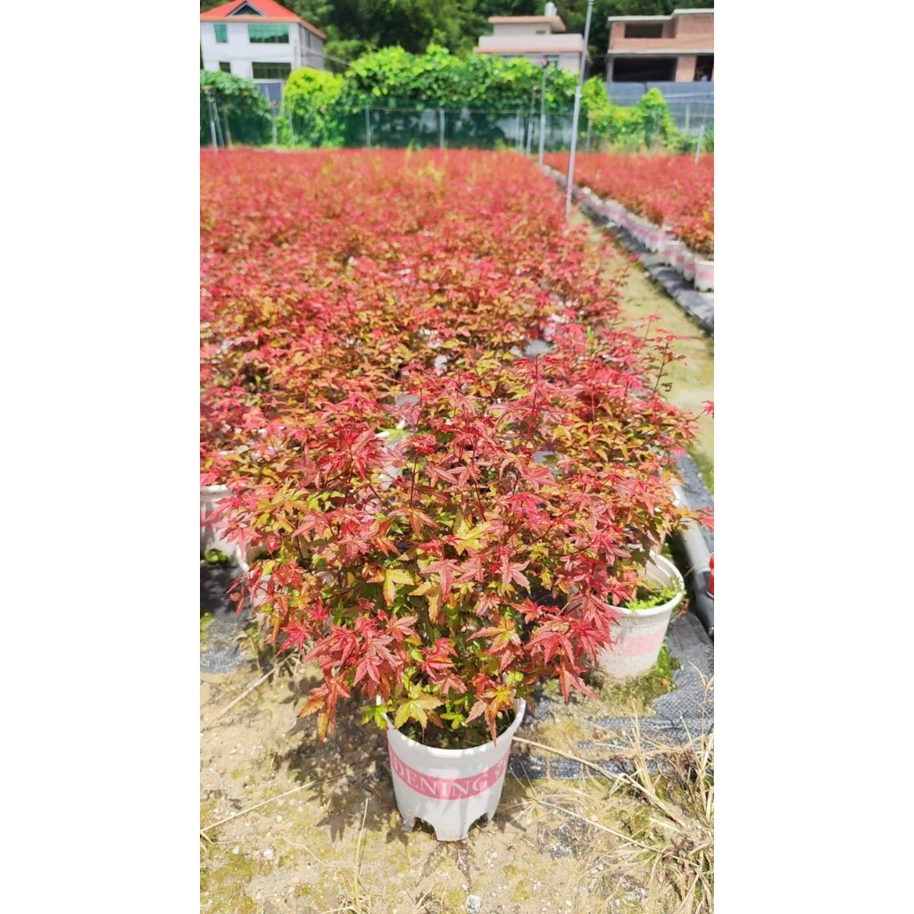 Chậu phong lá đỏ cho khách yêu hàng VIP ẢNH THẬT 3-4