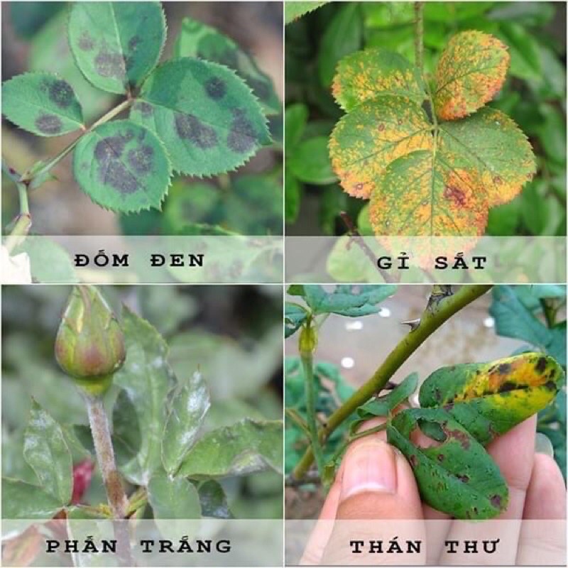 Thuốc trừ bệnh Mancozeb, Man xanh UPL, Man xanh Ấn Độ 100gram trừ bệnh vàng lá, thán thư, Sương mai...