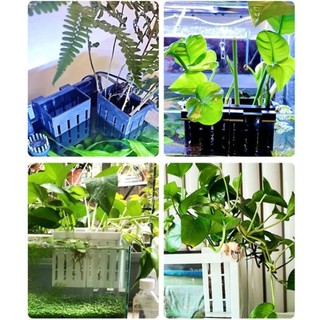 Set 4 Giá Đỡ Trồng Cây Trang Trí Bể Cá