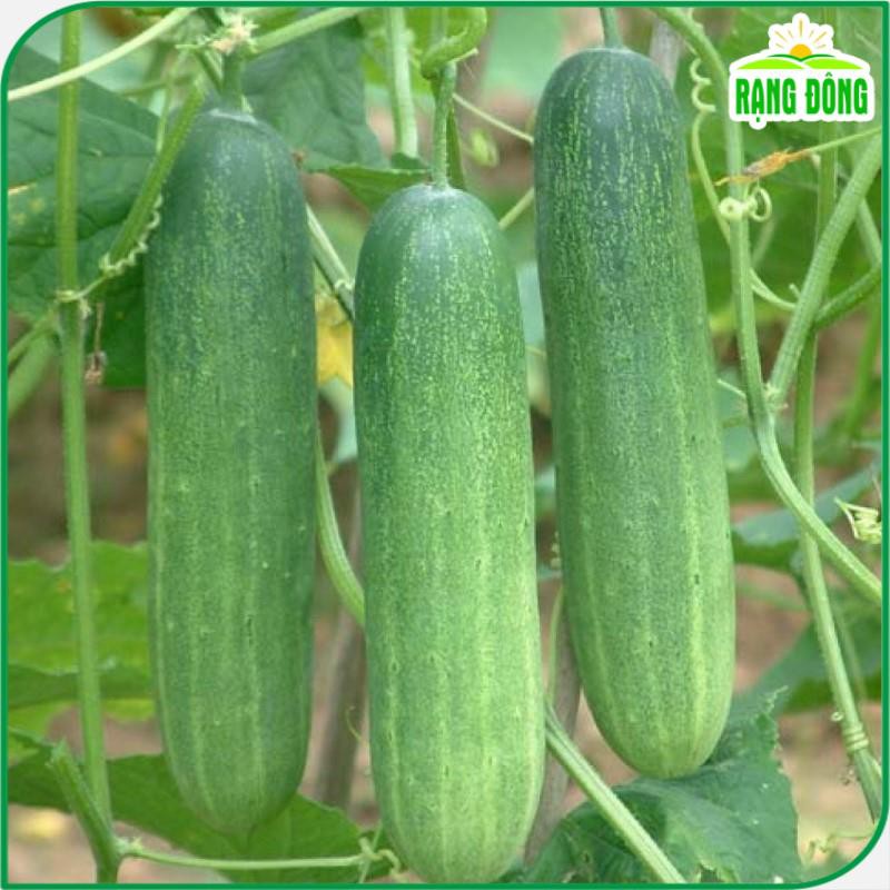 Hạt giống Dưa Leo Lai F1 trái dài, giòn ngọt, đậu quả sai gói 25 hạt