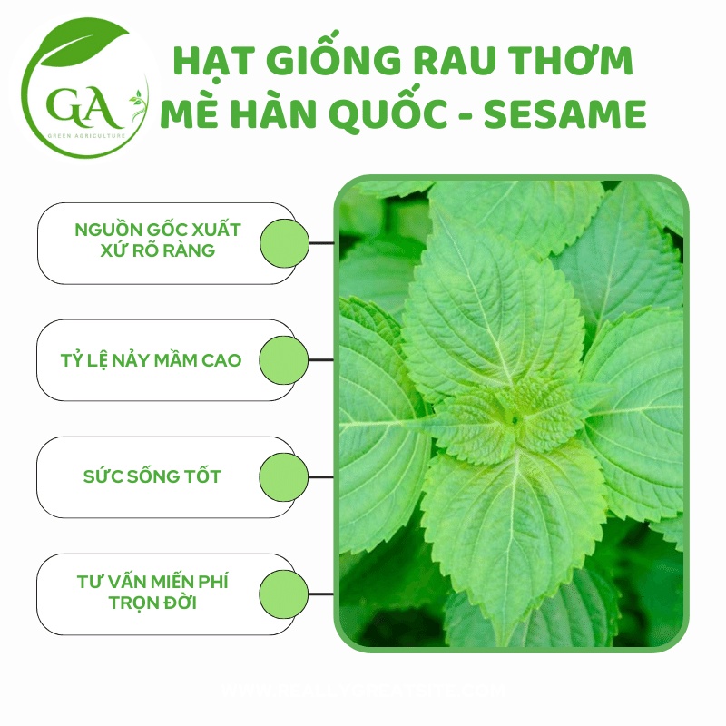 Hạt Giống Rau Thơm Mè Hàn Quốc (Lá Mè) - Sesame