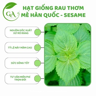 Hạt giống rau thơm mè hàn quốc - sesame