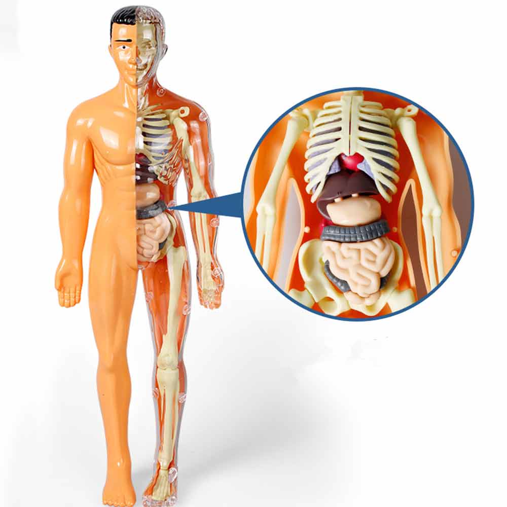 Anthropomorphic Stem Children's Toys Plastic DIY Skeleton Toys Science Teaching Aids for Children