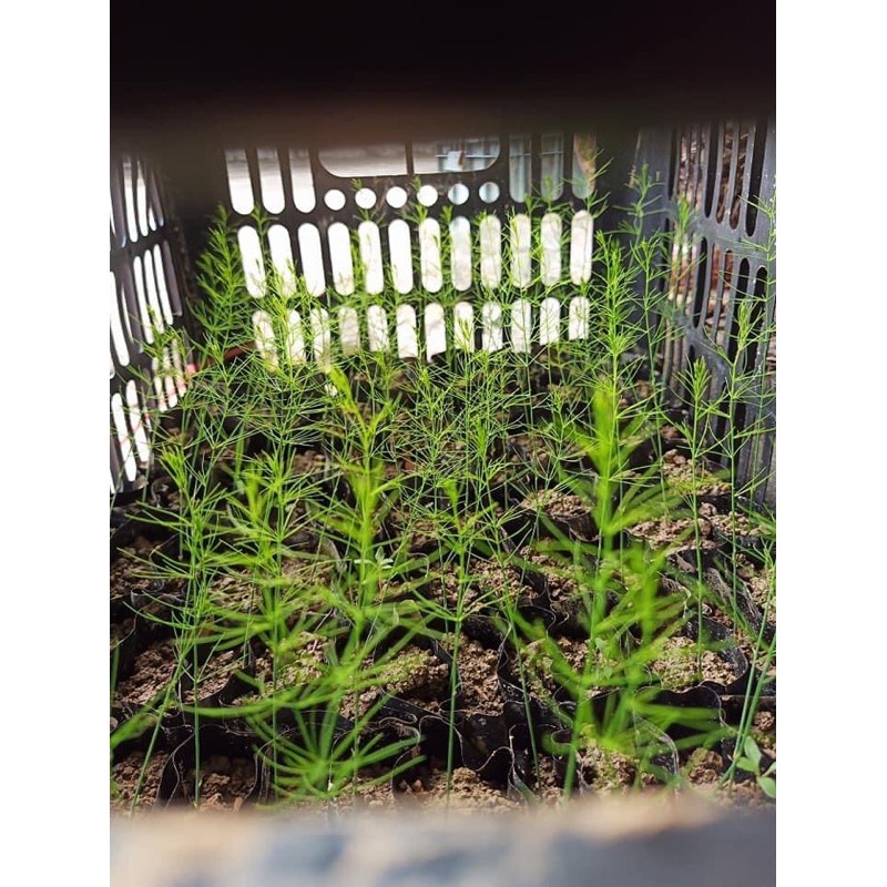 Cây giống Măng Tây xanh F1 trồng bầu cao 15-45cm