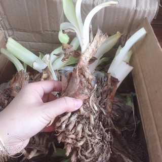 Củ hoa thanh anh sẵn rễ & lá (gửi củ như hình) - Củ Giống Chuẩn