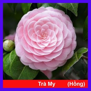 Cây Hoa Trà My ra hoa sau 4-5 tháng _cây giống chuẩn