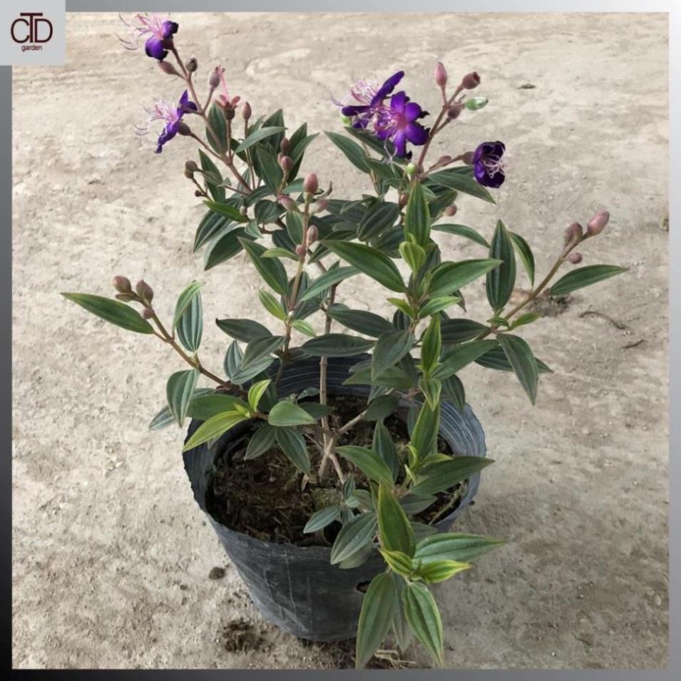 Cây hoa mua thái, sim thái tím, chiều cao 35-40cm, cây nhánh sum suê hoa nở rộ  16