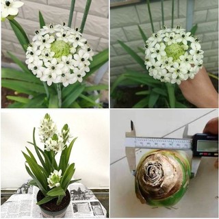 Củ giống hoa thiên nga mắt ngọc - 1 củ - Củ Giống Chuẩn