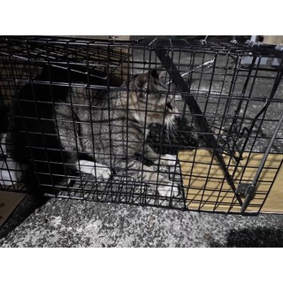 Lồng bẫy chồn đèn lồng bẫy mào hoang lồng bẫy chồn hương lồng bắt mèo hoang lồng bẫy chuột cống lớn bẫy mèo rừng