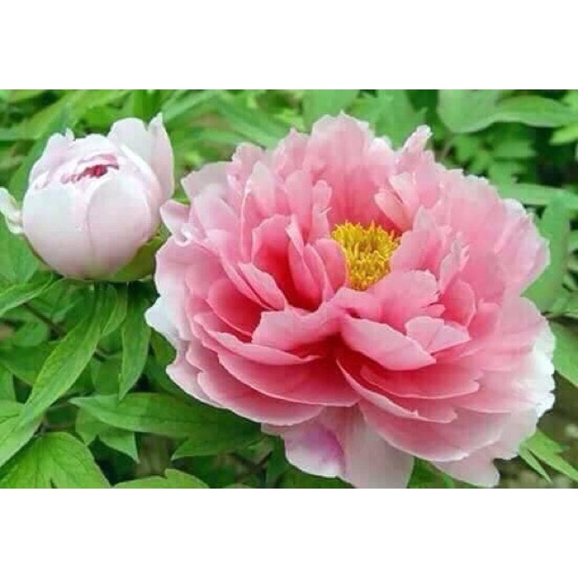 Củ Hoa Mẫu Đơn Cánh Kép Nhiều Màu, Củ Cây Hoa Mẫu Đơn Đã Nảy Nhiều Mầm - Bông To Siêu Hoa