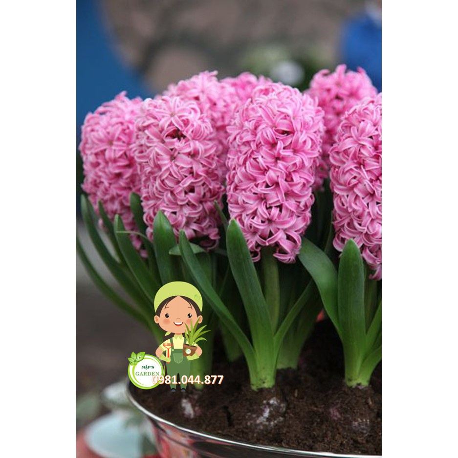 Combo 10 củ hoa tiên ông