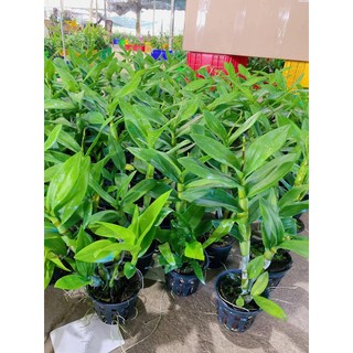 [Giá hủy diệt] denro giáng xưa mặt hoa lạ đang nụ