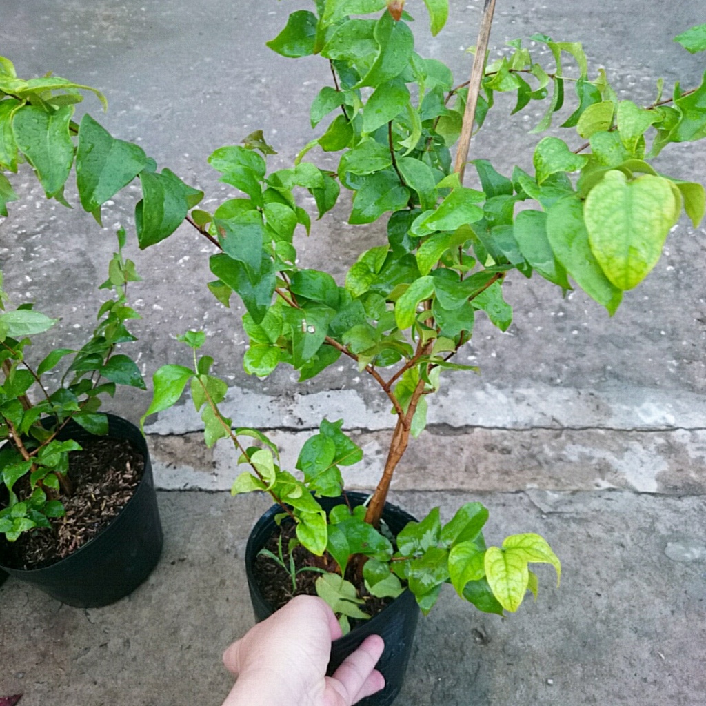 Cây Cherry Nam Mỹ - cherry Surinam - cây cherry Khía có quả sau 6 tháng phù hợp khí hậu 3 miền Việt Nam - Cây Giống Tốt