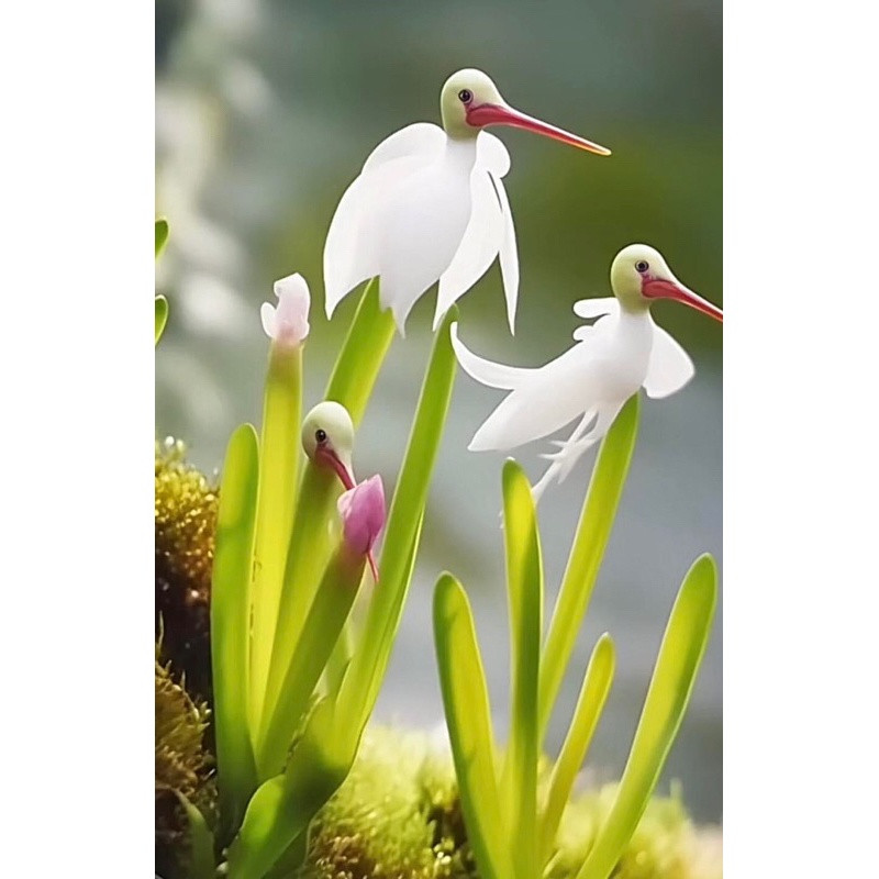 Hạt hoa Hạc Hải âu - Hạt Giống Tốt