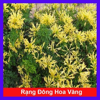 Cây Rạng Đông - cây cảnh sân vườn _Cây giống chuẩn